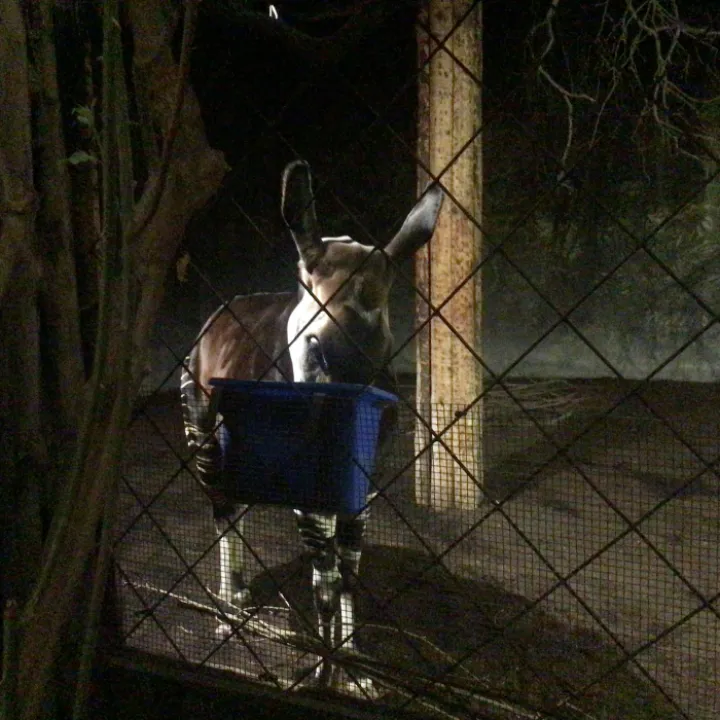 Zoo