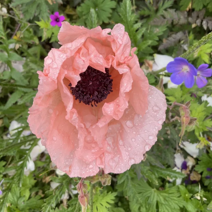 Garden blogjuly24