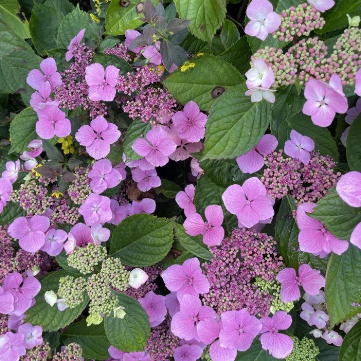 Garden blog aug 24