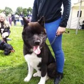 Dog 3