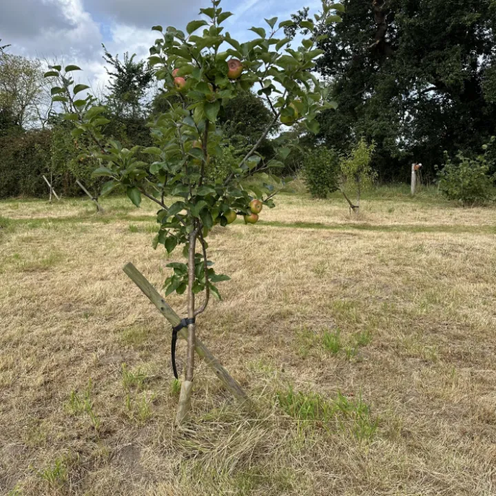 Community Orchard 03