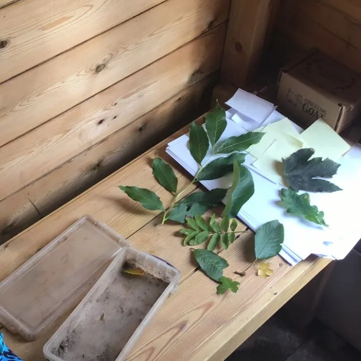 Forest school