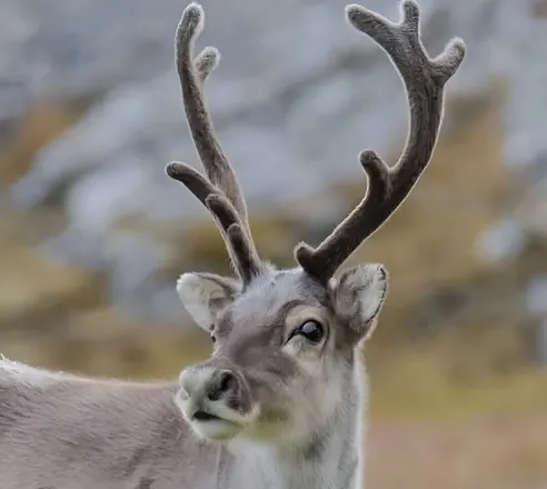 Reindeer