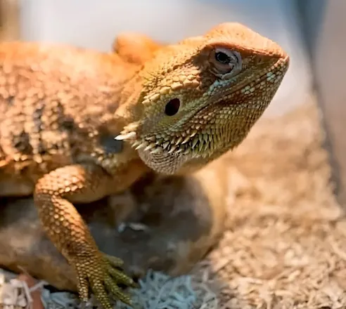 Iguana