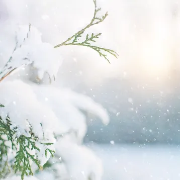 Tree, snow, winter