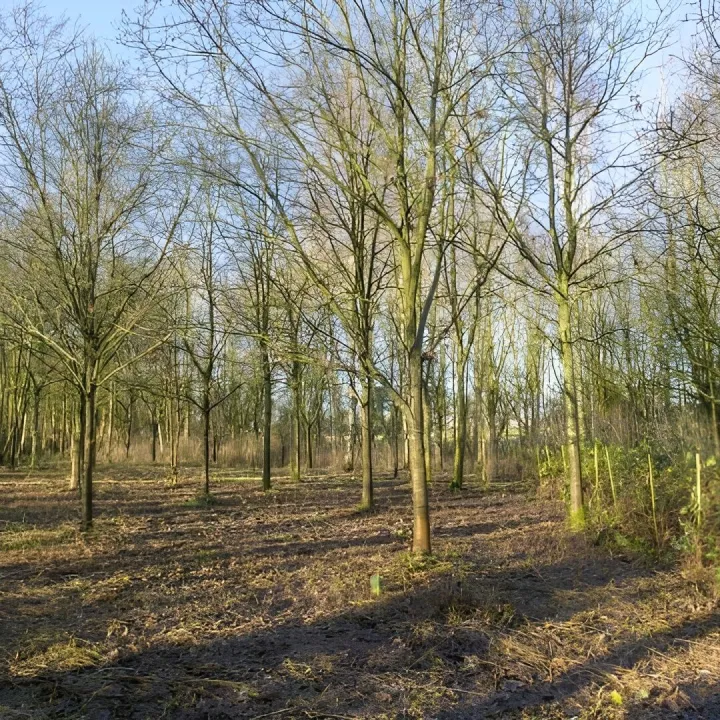 Wilding Area 6