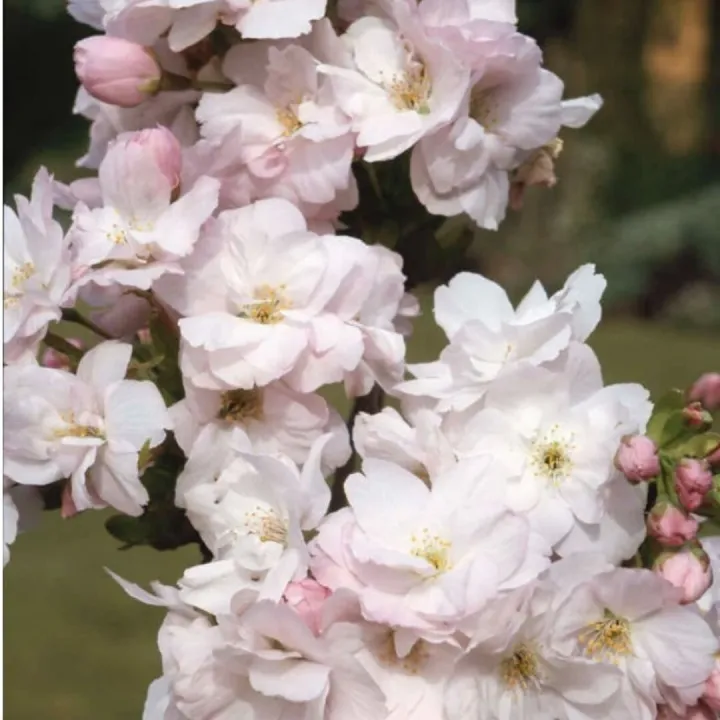 Jan garden25