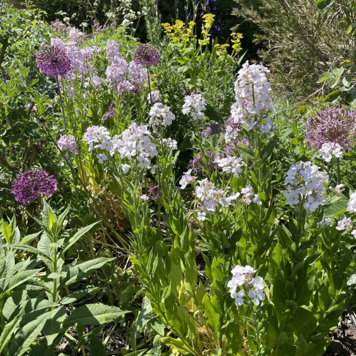 Open garden