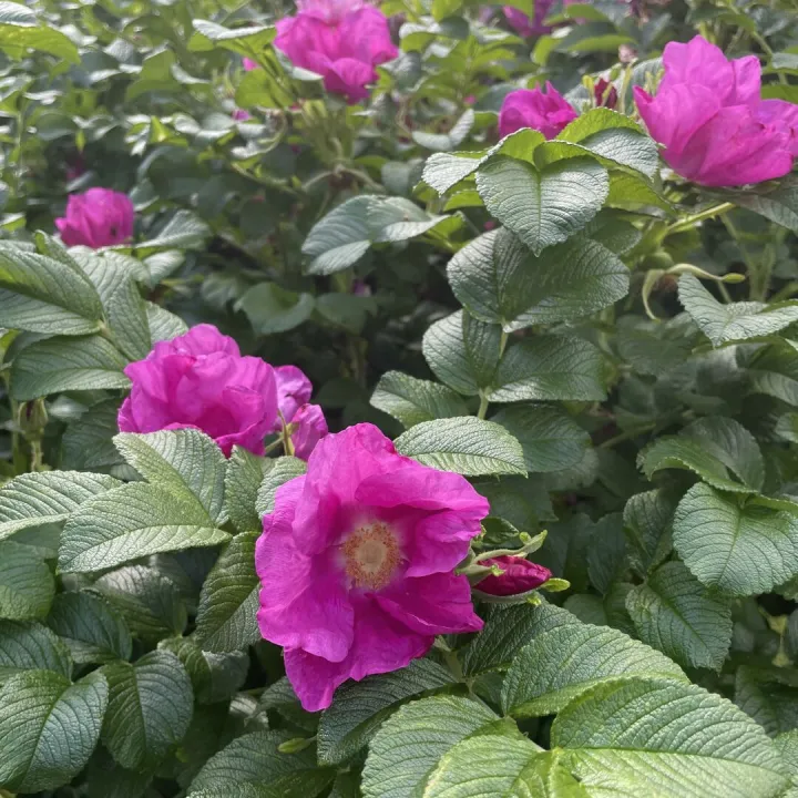 June garden 25