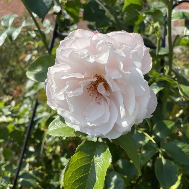 August25 garden