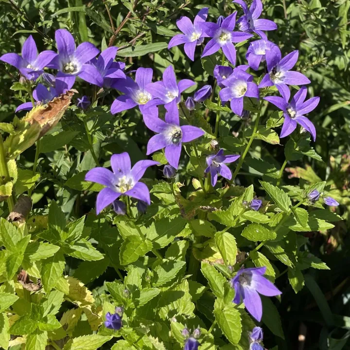 August25 garden