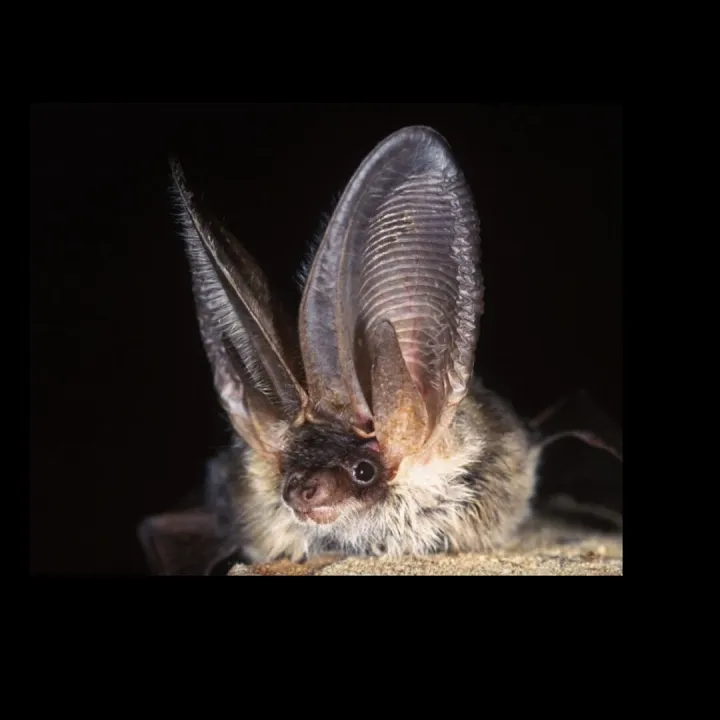 Bat Walk Pic