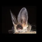 Bat Walk Pic