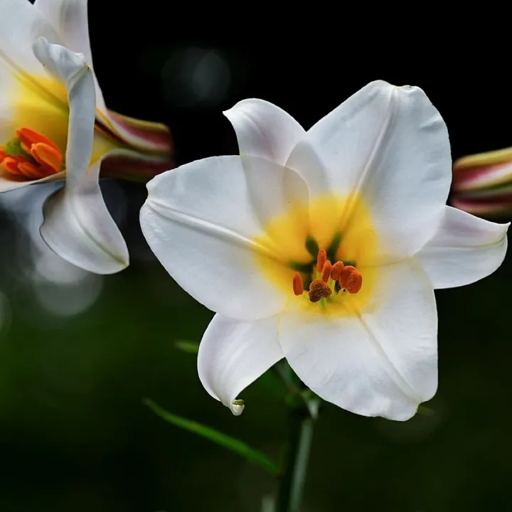 Lilies