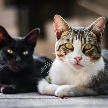 Horizontal shot of two sitting cats on a blurred