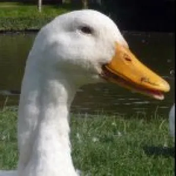 Aylesbury Duck