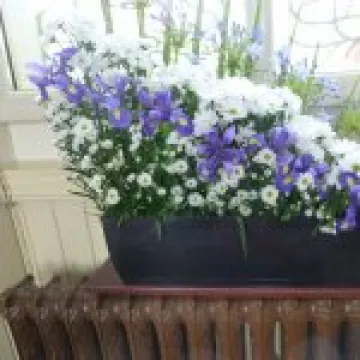 Ryhill Flower Festival &ndash; 1