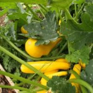 Yellow courgettes at allotments