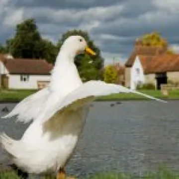 Duck Stretch 01