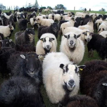 Sheep3