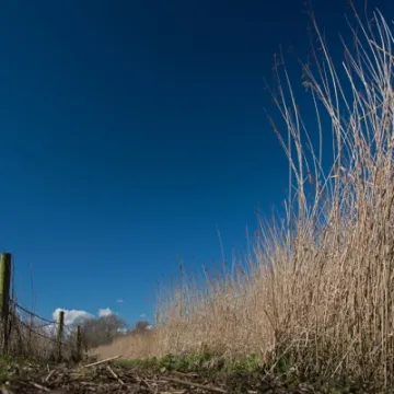 Tattenhall Millbrook Reedbed WEB
