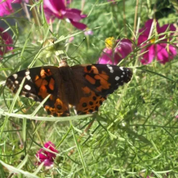 22-9-16- resting on Cosmos flowers-