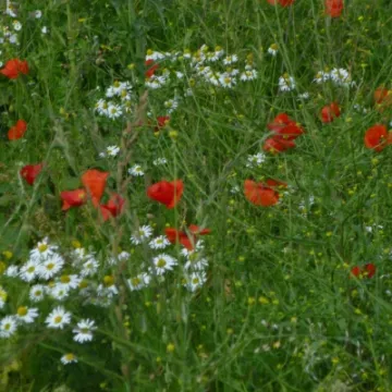 woodland photo Doreen