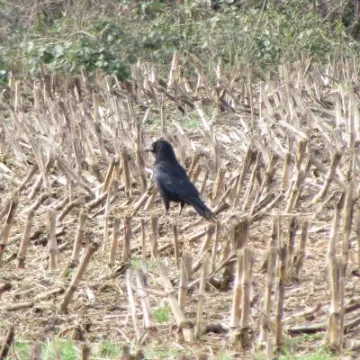 Catskins and croawks2