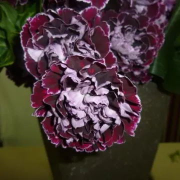 Flower Club April 2017 P1030232