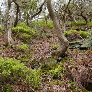 Oakwood on the Peckforton Hills