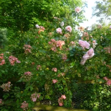 Flower Club June 2017 P1030286