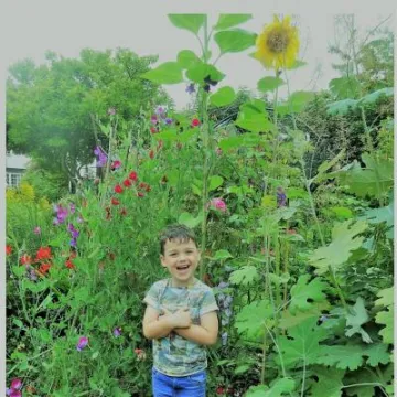 Harry Wallis sunflower2