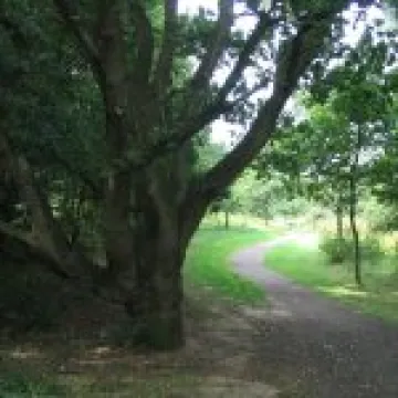 Community Woodland