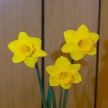 Perfect Daffs
