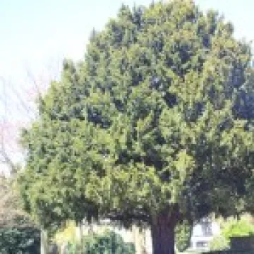 Tree of Life