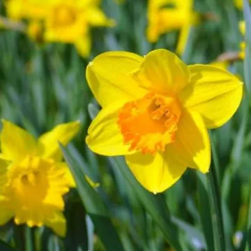 daffodil