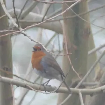 Birds in garden5
