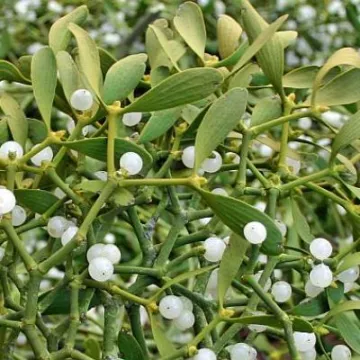 mistletoe