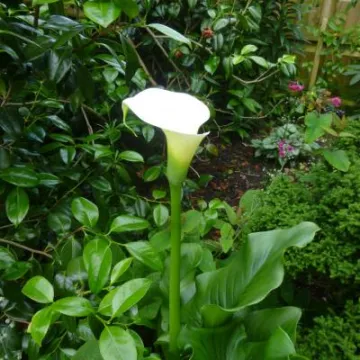 Flower Club June 2019 P1030751