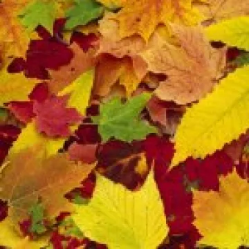 Autumn backcloth 03