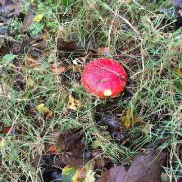 fly agaruc