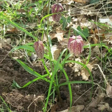 Keith Barker Woodland photos April 2020jpeg
