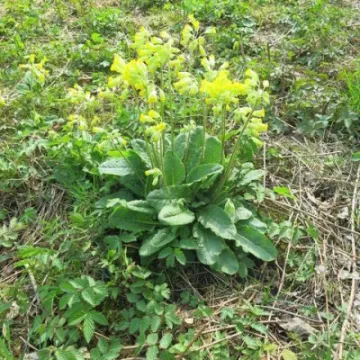 Woodland Walk (6)Img_7871