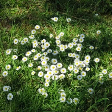 Woodland Walk KB Image004 (8)