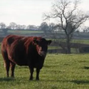 2013 Boxing Day walk (9)