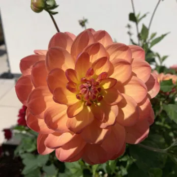dahlia 3