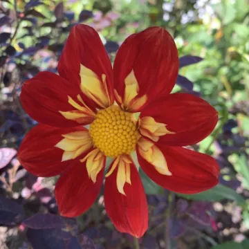 dahlia 5