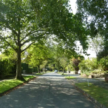 Mature tree overhanging  High Tree Dr