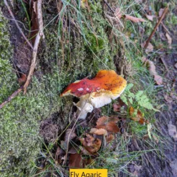 Fly Agaric2