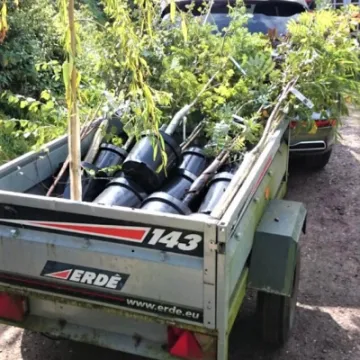 Transporting the trees – Sept 2020